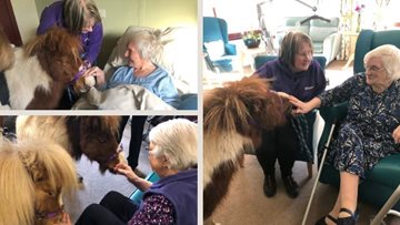 Therapy ponies visit Stornoway care home